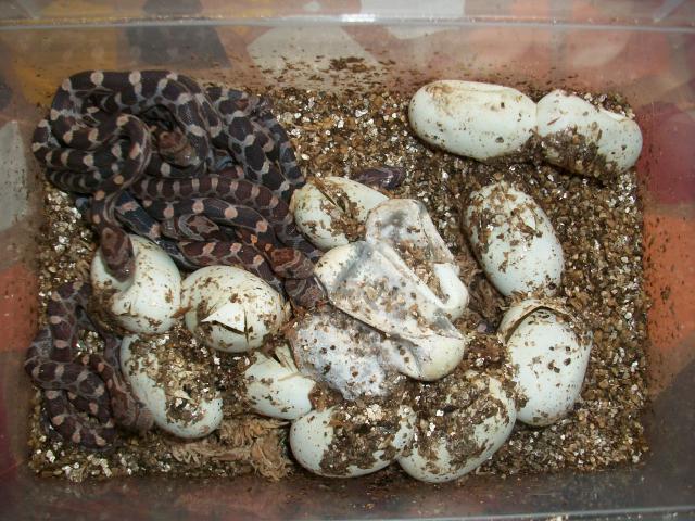 Meos Reptiles : Pantherophis Guttatus 3771771009449