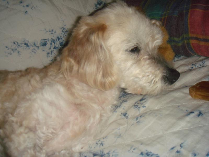 MILAINE F BICHON  12 ANS SPA GIEN (45) ADOPTEE PAR DAYSIE  377278DSC05672