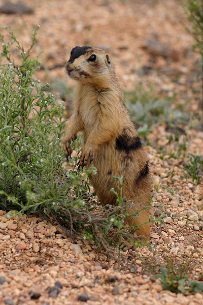 Parcs, réserves... - Bryce Canyon - Flore -Faune 377349400pxUtahPrriehund2