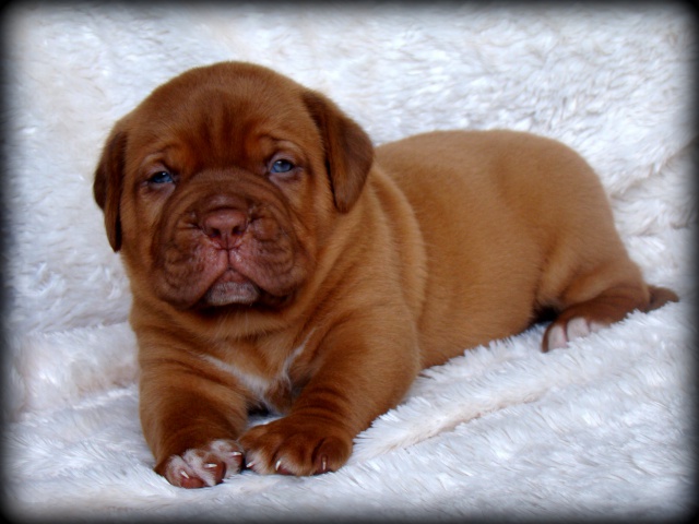 Kim z'orisku et Gentle Bazooka De la Tour gelée (Dogue de Bordeaux) - Page 3 377878DSC03595