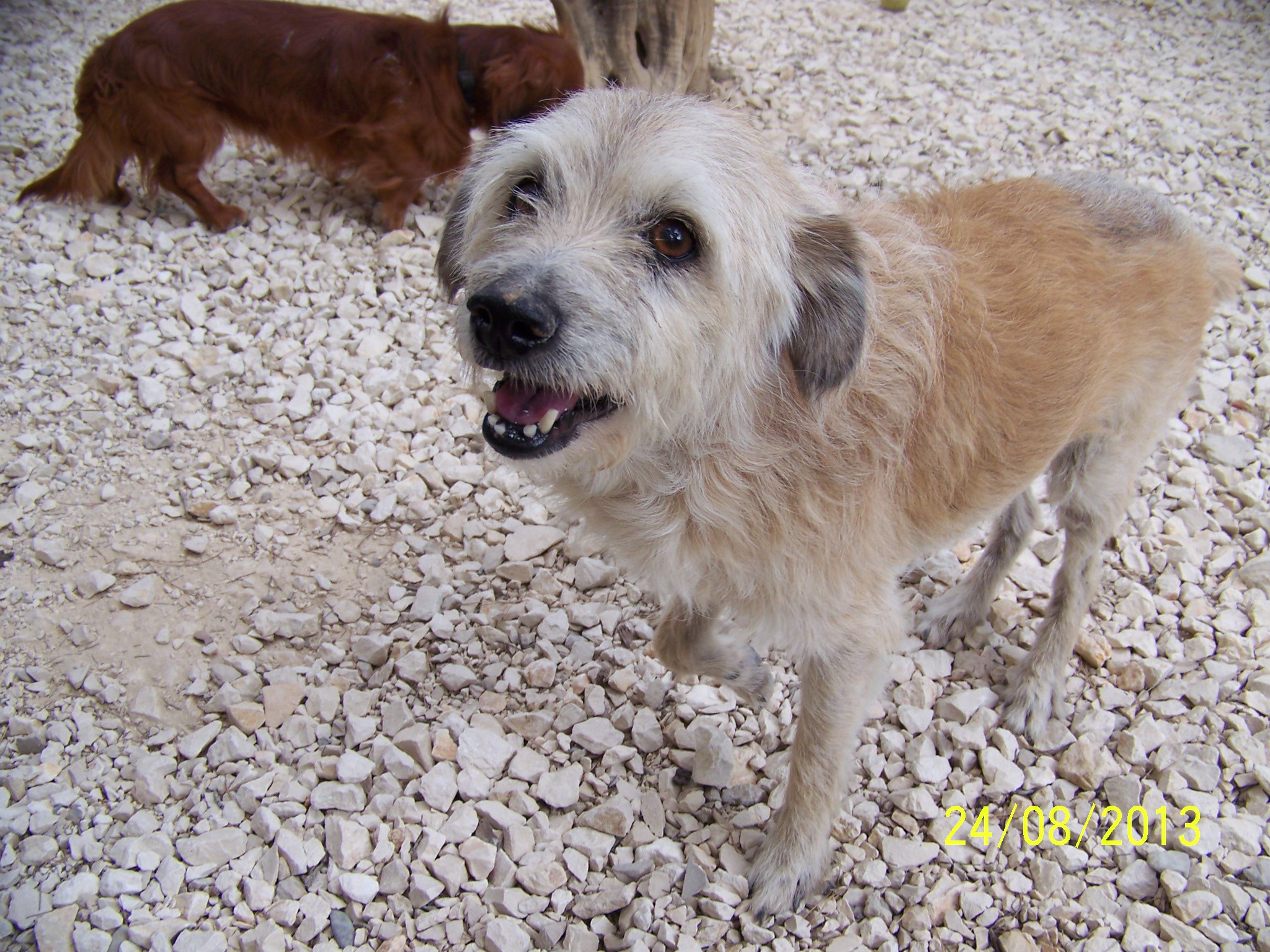 IANIS - ratier-griffon 9 ans - Refuge au Bonheur des 4 Pattes à Nimes (30) 378065AOUT2013088