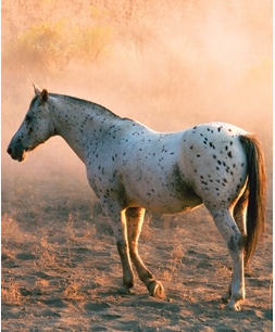 Étalon appaloosa 378461fdv