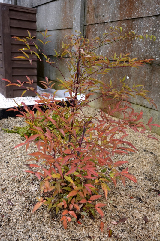 Nandina domestica - Page 5 379011DSC4862