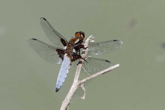 Quelques libellules et demoiselles... 380327IMG9174DxO640x480