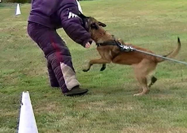 Un trio de malinois !  - Page 3 381165gregormordant