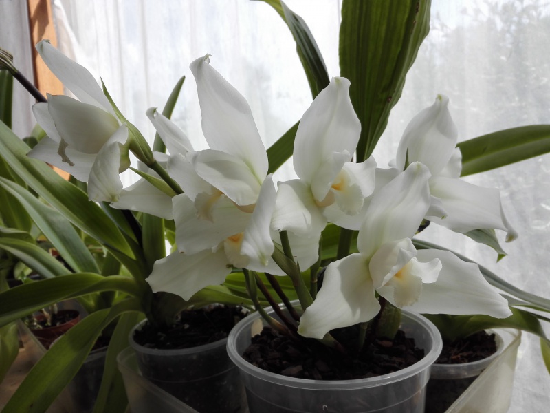 Lycaste virginalis f. alba 381248IMG20150611151115