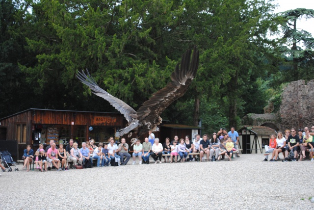 Volerie des Aigles 381605Alsace2012158