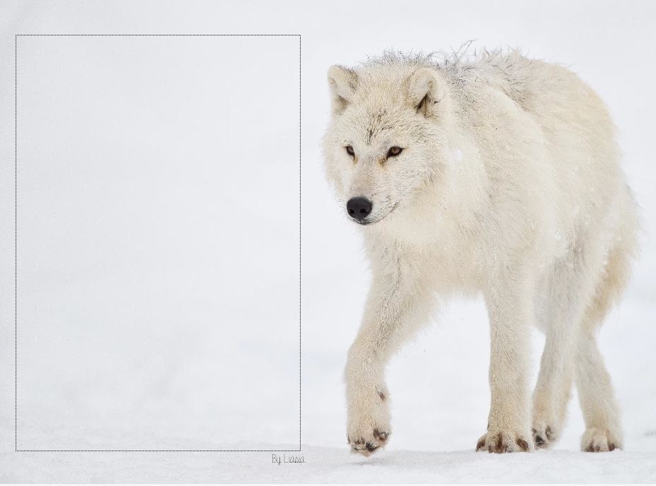 [Animal] Loup 3837314084