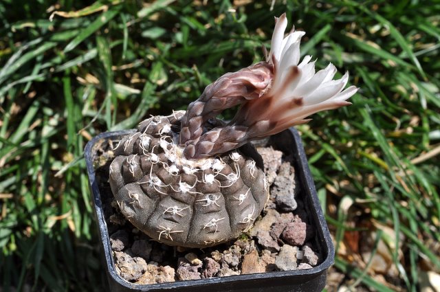 GYMNOCALYCIUM !!! - Page 2 384975gymnocalyciumragonesei1107154