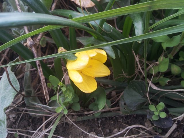 Sternbergia lutea, Crocus jaune d’automne, Vendangeuse 38593820170901183233