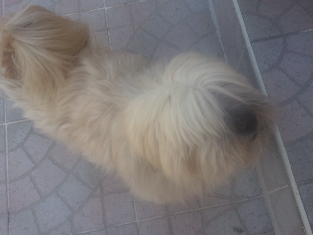 SNOOPY LHASSA APSO M 11 ANS SPA PENTHIEVRE  DEPRIME URGENT  38755720120827135517