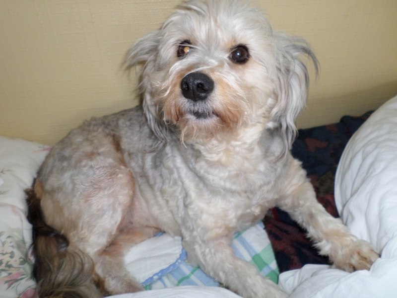 ELFIE NIZINNY F 3/5 ANS ASSO MUKITZA ADOPTEE PAR DAYSIE - Page 2 387881SAM2108