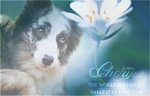 [PRISE] Chery - ♀ - Border Collie - Solitaire 388013Chery