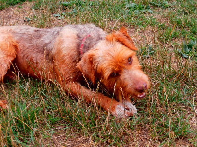 CARAMEL (mâle croisé griffon) 391031P7313193