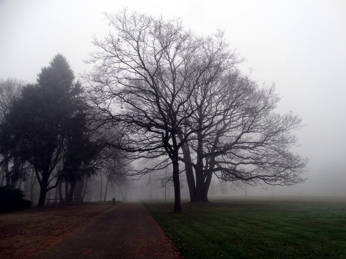 [fil ouvert] la forêt dans tous ses états - Page 11 391102568