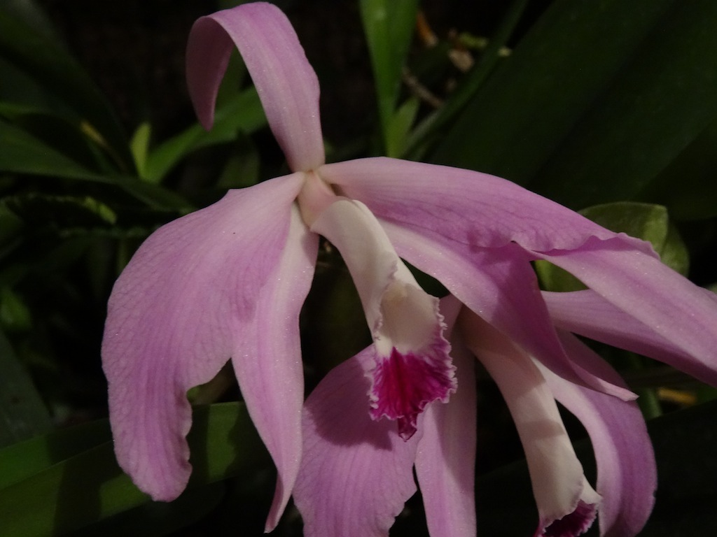 Cattleya (Laelia) perrinii 392859DSC00059