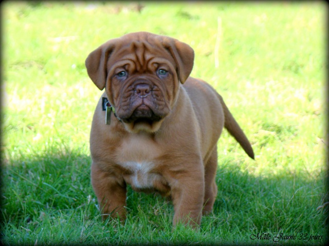 Chili Des Pas de Tacite X Honey bear De l'Aube Rouge (Dogue de Bordeaux) 393175DSC03654