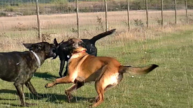 Un trio de malinois !  - Page 5 393370vlcsnap2012111306h55m51s26