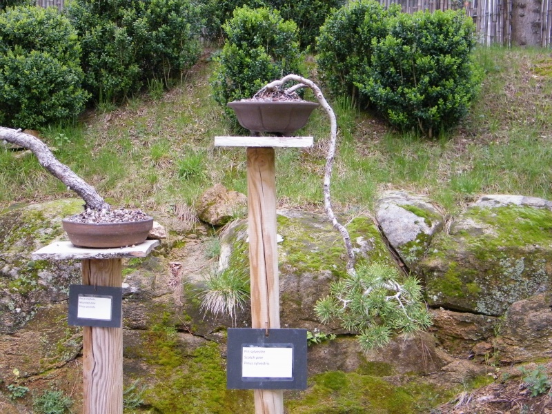 Visite à l'arborétum de Mialet 393437DSCF0370