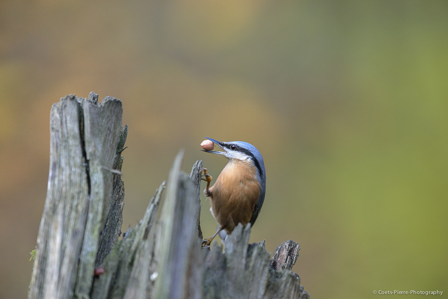 Comme promis: test du D600 + suite et fin  394814DSC0555