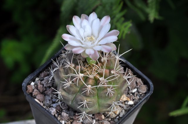 GYMNOCALYCIUM !!! - Page 2 394973gymnocalyciumtudaevpseudomalacocarpus1107255