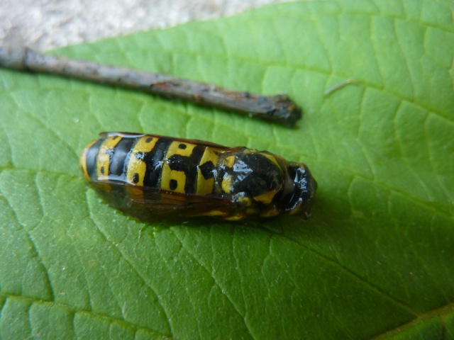 [Vespula germanica] identificaton d'une grande guêpe 395798P1100706