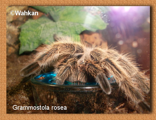 G. rosea 396625Grosea2