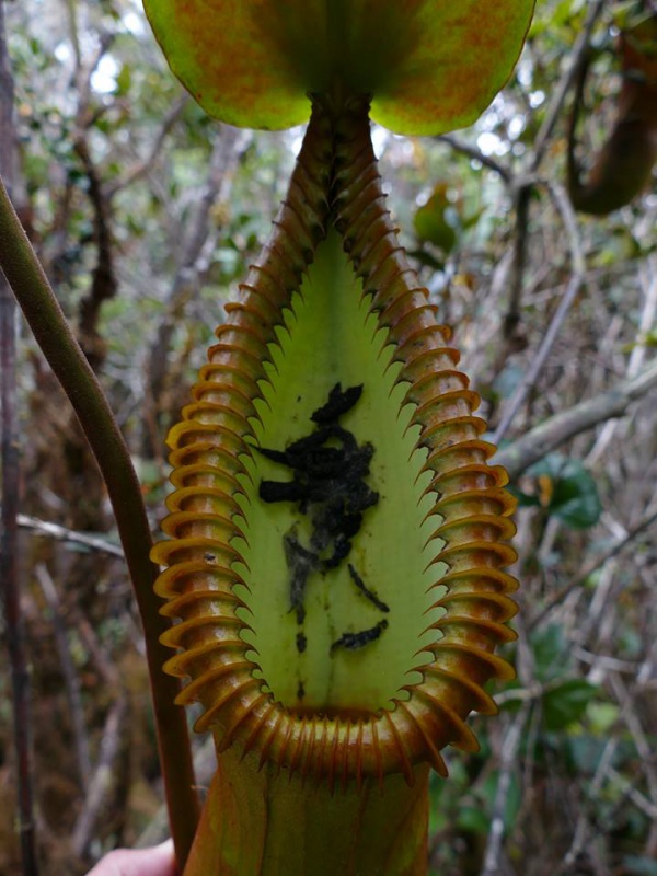 Nepenthes macrophylla sur le Mont Trus Madi à Borneo. 397185222218297967379471525073891163306192616793n