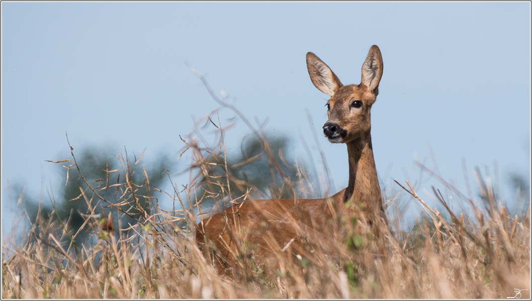 POTD - LUMIX du 17/07/2016 399193LR6P1650224