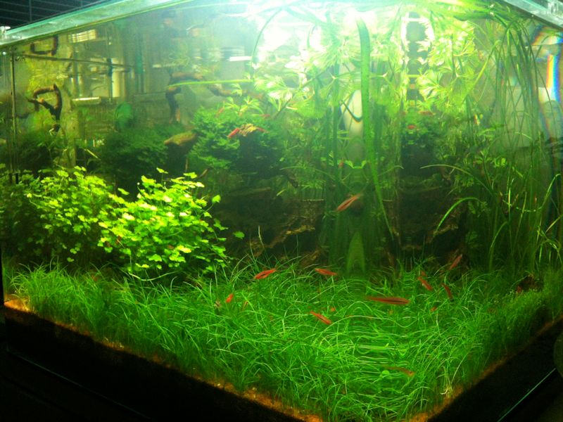 Mon Scaper's Tank 50L Aquascaping - Page 8 399750IMG0698
