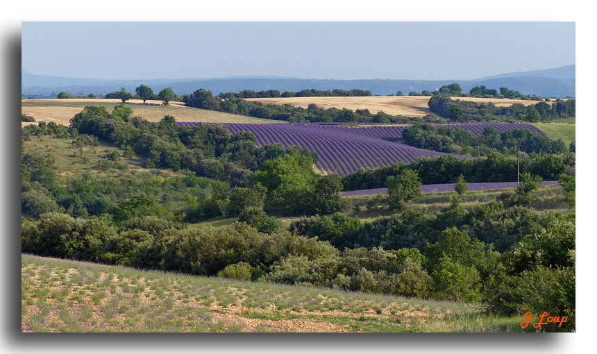 DES CHINOIS DANS LA LAVANDE 399780Valensole1