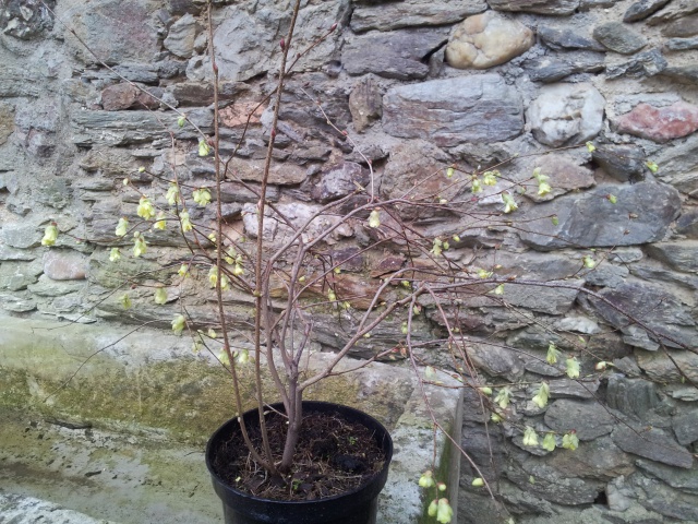 Corylopsis 40062220150321163100