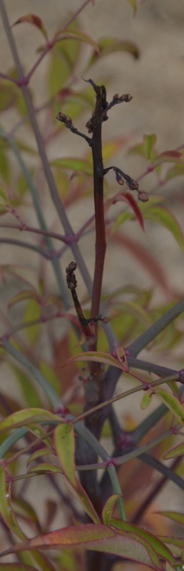 Nandina domestica - Page 5 401189DSC4863