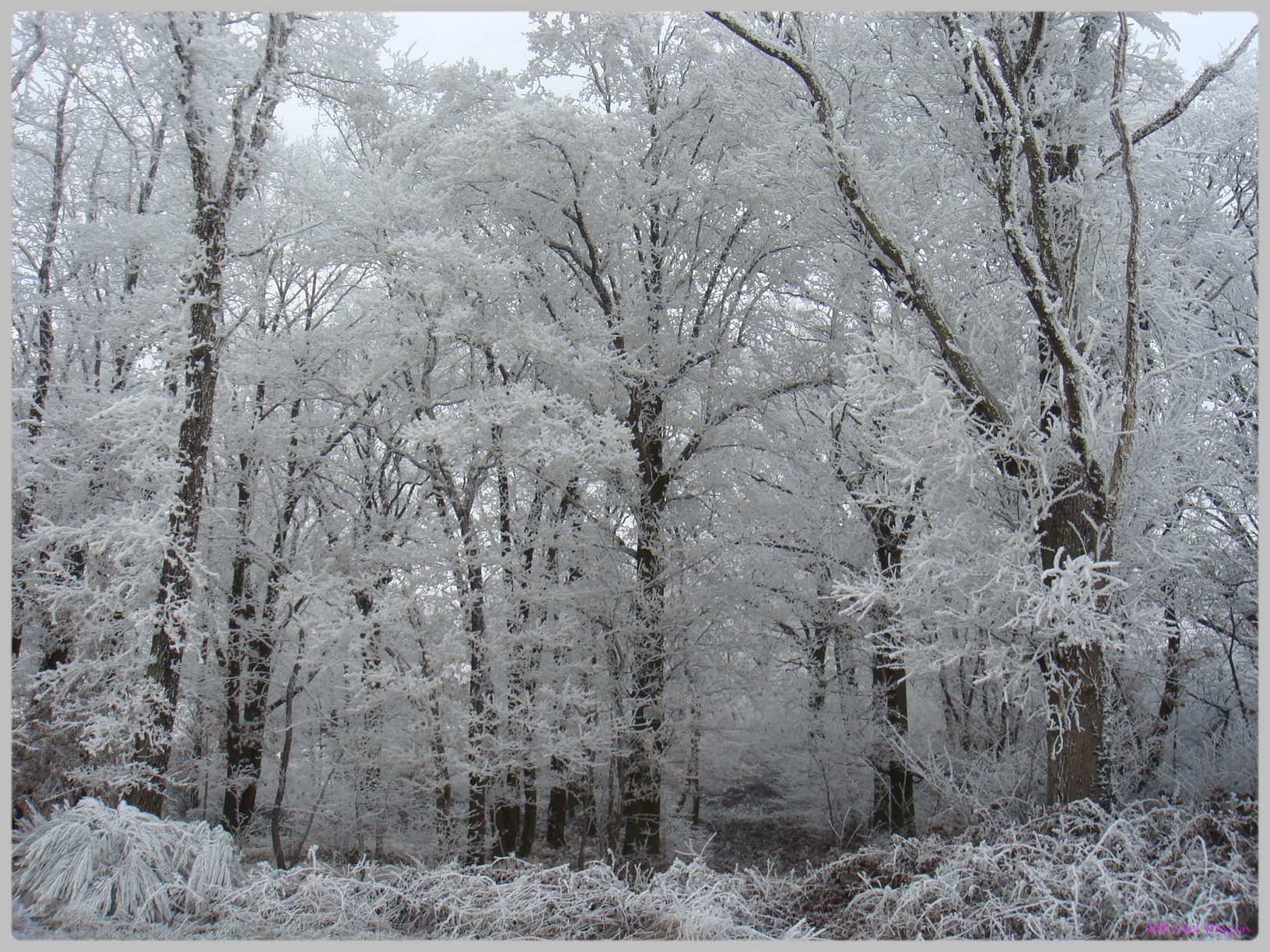 [fil ouvert] la forêt dans tous ses états - Page 12 401438DSC011784