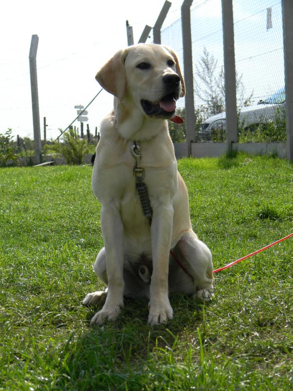 GUTTI - labrador 2 ans - -  SHPA à Le Havre (76) 401568DSCN2166