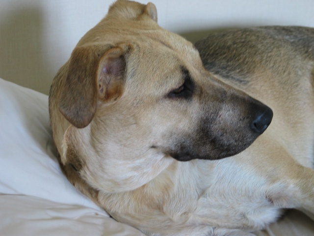 Lila, adorable chienne croisée, née en octobre 2011 401999IMG9329