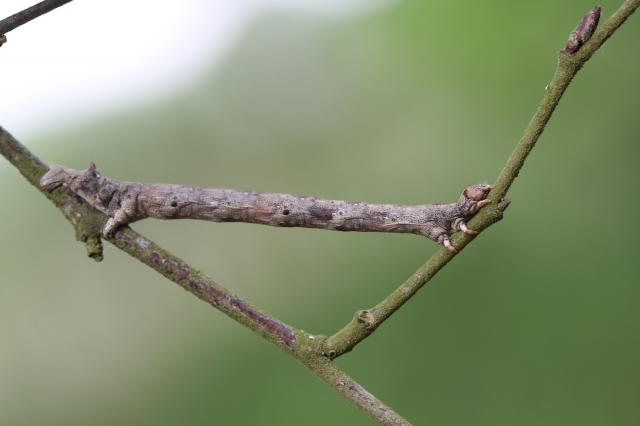 [Colotois pennaria] Chenilles sur Betula pubescens 403083ChenilleKNIGforetroutegouvello20110501DG076rdm1