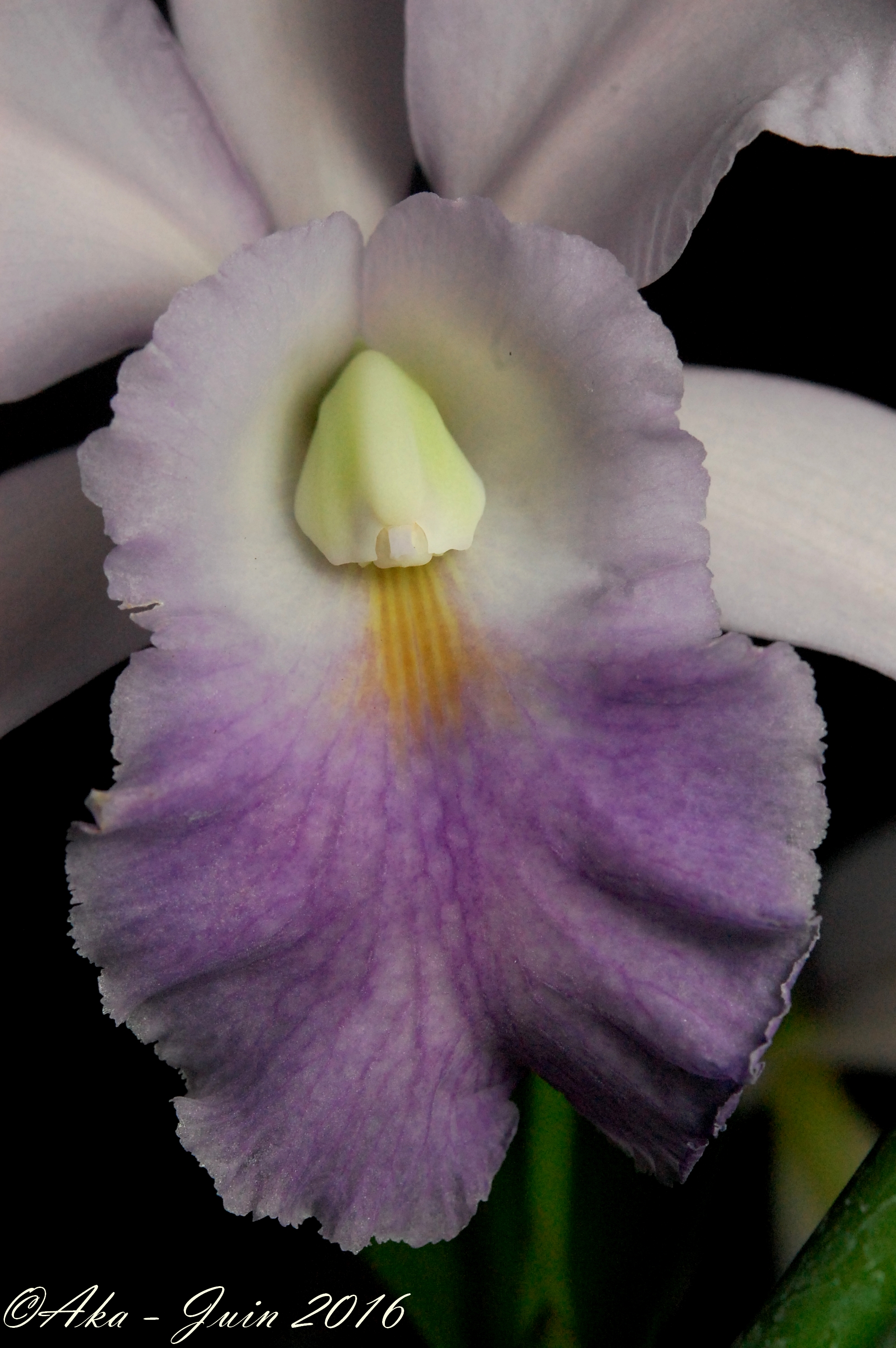 Cattleya Eros (1895) f. coerulea (mossiae x walkeriana) 403682Eros2