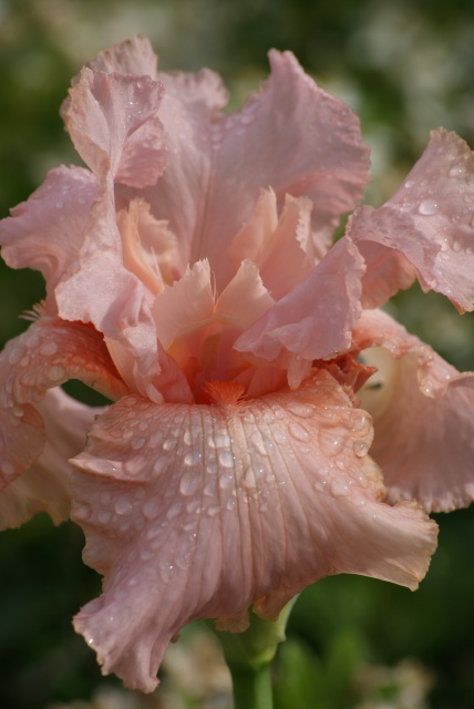 Un iris rose, ça peut être savoureux  403685002