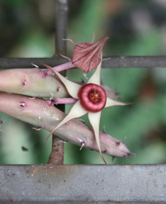 Huernia procumbens 405429huerniaprocumbens