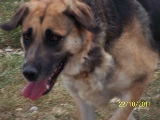 NALA - x ba  11 ans  (7 ans de refuge) - Refuge Au Bonheur des 4 Pattes à Nimes (30) 406008OCTOBRE2011056