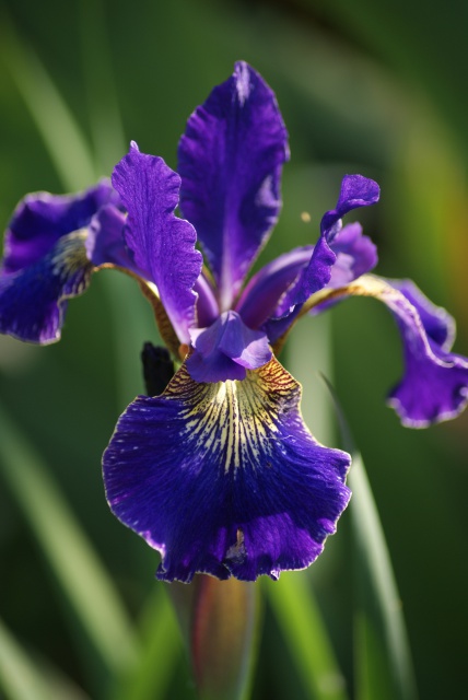 Iris sibirica - iris de Sibérie 406205030