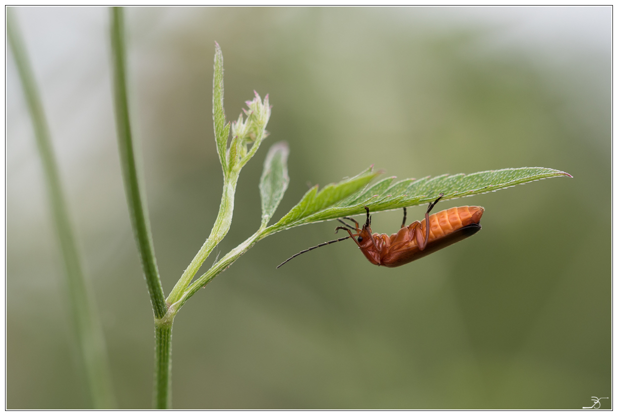 PODT Non Lumix du 14/06/2015 406473LR5P6130012