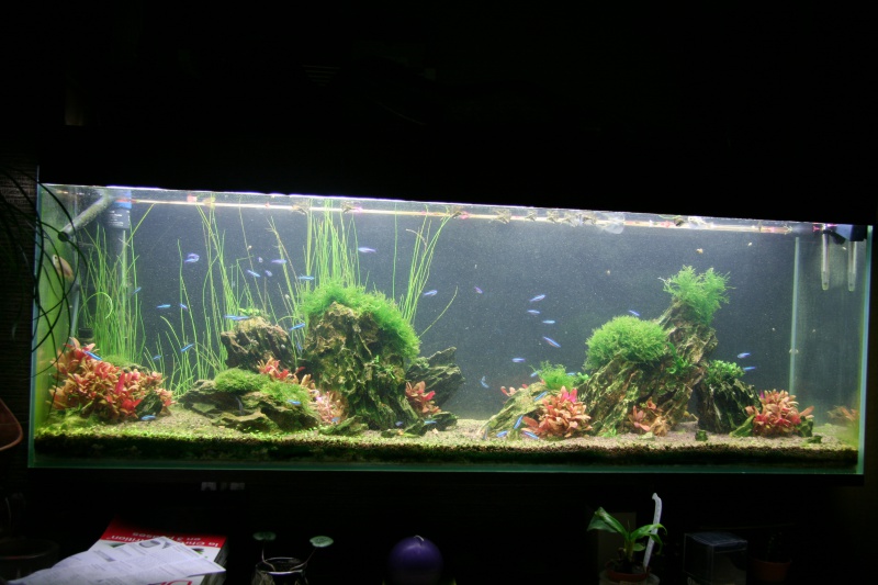 trigon 190 + cuve 120x30x40 aquascaping - Page 8 406707IMG2671