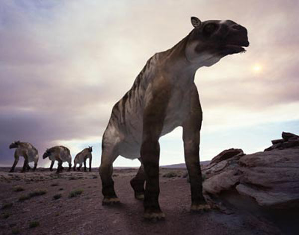 Animaux préhistoriques -Diprotodon - Chalicotherium -et autres(photos,textes...) 407183ancylotherium