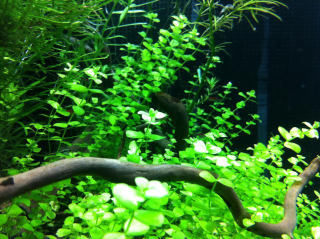 Nouveau 90l cubique aquascaping 40921525