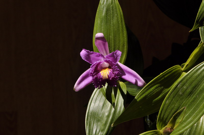 Sobralia bouchei 409604Sobraliabouchei