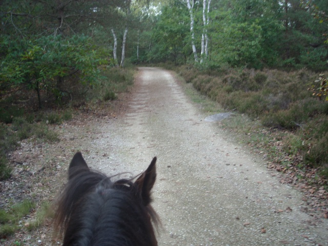 Balade de 2h - Milly la Forêt - Chapeau de Napoléon 409614DSCN3766