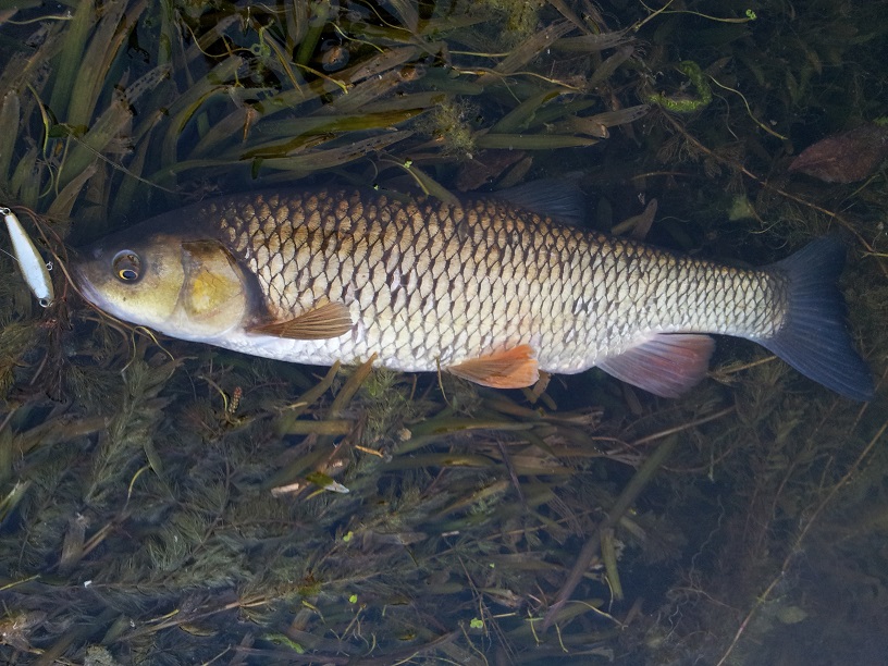 AOÛT 2013 410394chub3