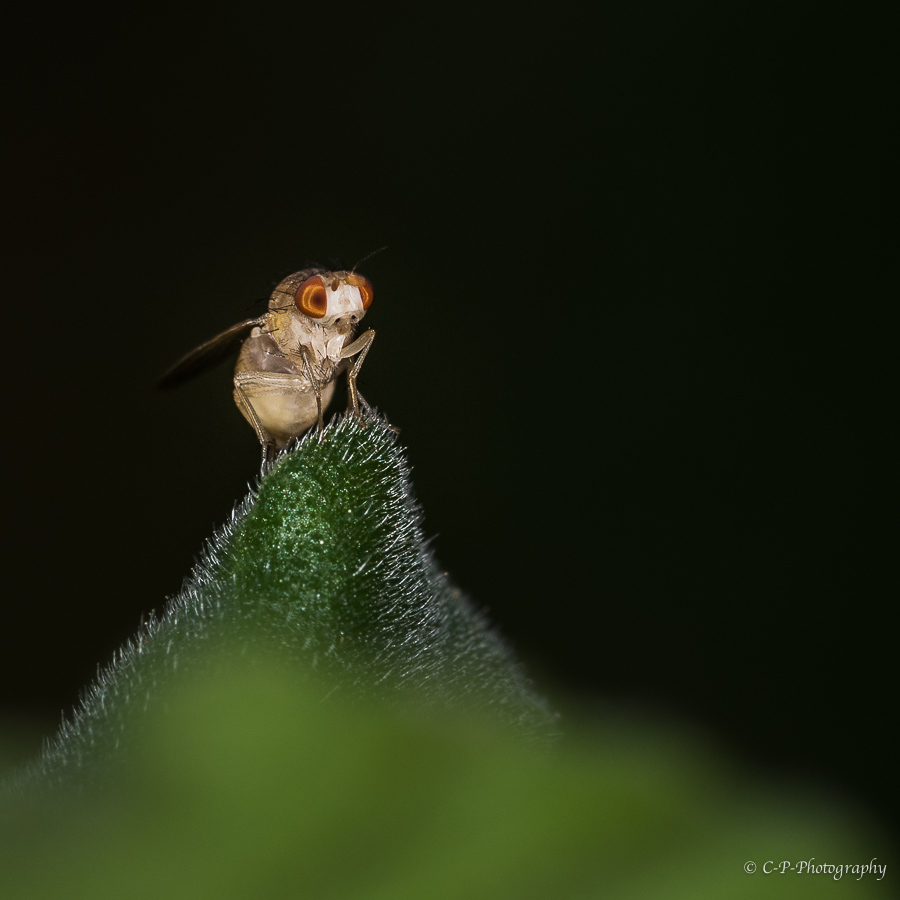 Une mini mouche hypnotique 414124D815251